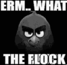 a black and white picture of an angry bird with the words " erm what the flock "