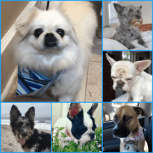 a collage of four pictures of dogs including one wearing a blue scarf