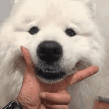 a person is holding a white dog in their hands and it is smiling .