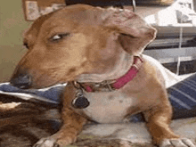 a brown dog wearing a pink collar is laying down on a bed .