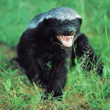 a honey badger is sitting in the grass with its mouth open and looking at the camera .