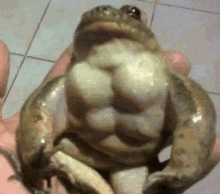 a person is holding a frog that looks like a muscle man .