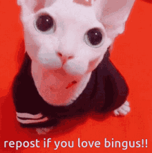 a white cat wearing a black shirt with the words repost if you love bingus on the bottom