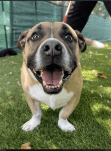 a brown and white dog is standing in the grass and smiling