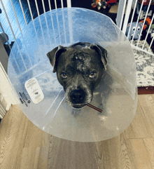 a dog wearing a clear cone with a label on it that says " cone collars "