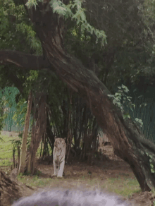 a white tiger walking under a tree in a forest