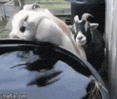 two goats are standing next to each other in a pool of water .