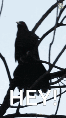 a crow sitting on a tree branch with the word hey written below it