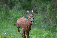 a deer with antlers is running through the grass with its mouth open