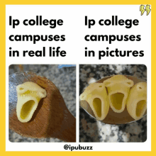 a picture of pasta on a spoon with the caption ip college campuses in real life ip college campuses in pictures