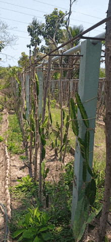 a row of cactus plants are growing along a fence