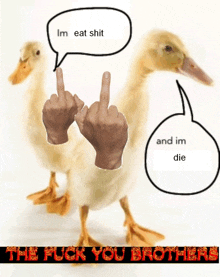 two ducks giving the middle finger with the words " the fuck you brothers " below them