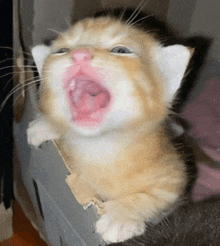 a kitten yawning with its mouth open and its eyes closed