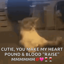 a cat is sitting on the floor with the words " cutie you make my heart pound & blood " raise