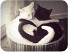 two black and white cats are hugging each other in a heart shape