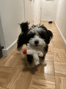 a small black and white dog is holding a stuffed animal in its mouth