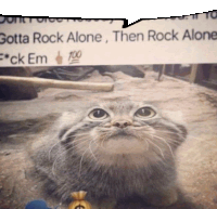 a picture of a cat with a speech bubble saying gotta rock alone then rock alone