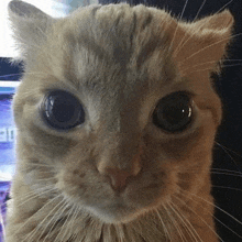 a close up of a cat 's face looking at the camera with big eyes .