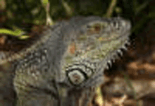 a close up of a lizard sitting on the ground in the grass .