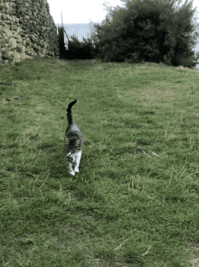 a cat is running in a grassy field with a stone wall in the background