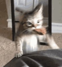 a kitten is playing with a toy on a couch .