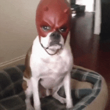 a dog wearing a red mask with horns is sitting in a dog bed