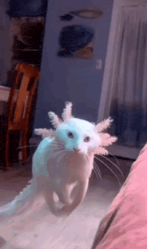 a white cat with an axolotl on its head .