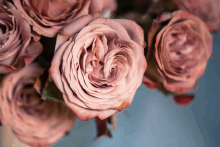 a close up of a pink rose that looks like a heart