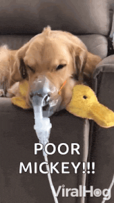 a dog wearing an oxygen mask is laying on a couch with a stuffed duck ..