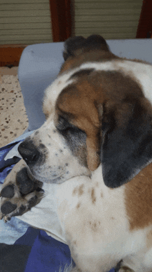 a brown and white dog is laying down on a blue blanket