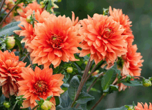 a bunch of orange flowers are growing on a plant