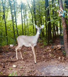 a deer is standing in the middle of the woods