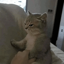 a cat is sitting on a bed with its paws on a person 's lap .