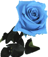 a blue rose with garden rivas written on the bottom right