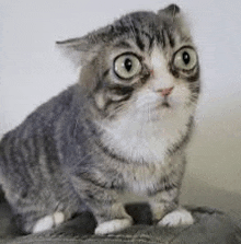 a gray and white cat with big eyes is sitting on top of a couch .