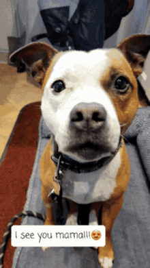 a brown and white dog is sitting on a couch with a sign that says " i see you mama !!! "