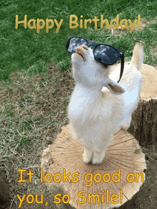 a white goat wearing sunglasses stands on a tree stump with the words happy birthday it looks good on you so smile