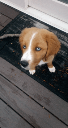 a brown and white dog with blue eyes is sitting on a black mat