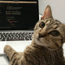 a cat is sitting in front of a laptop with a screen that says ' html ' on it