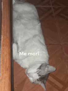 a white cat is laying on the floor with the words me mori written on it