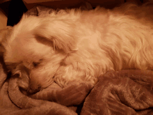 a small white dog laying on a blanket