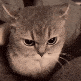 a close up of a cat 's face looking at the camera .