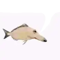 a fish with a dog 's head and a speech bubble .