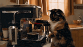 a cat is standing next to a coffee machine