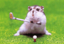 a hamster is holding a golf club in its mouth