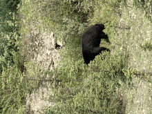 a black bear is standing on a rocky hillside