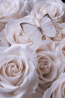 a white butterfly sits on a bunch of white roses