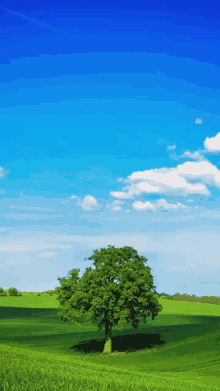 a tree in the middle of a field with a blue sky in the background