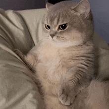 a cat laying on a bed with its paws on its belly