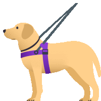 a dog with a purple harness and leash